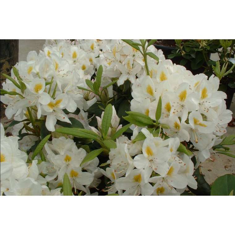 Rhododendron'Madame Masson' 