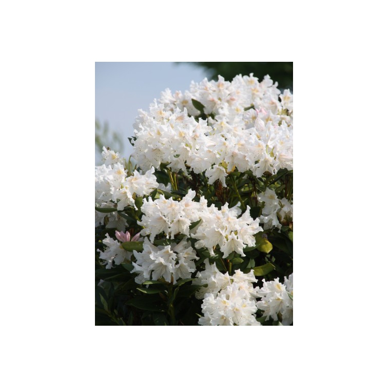 Rhododendron'Cunningham White' 