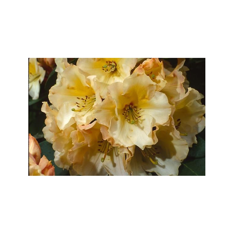 Rhododendron'Horizon Monarch' 