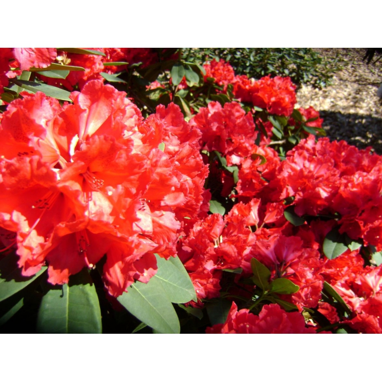Rhododendron'Lord Roberts' 