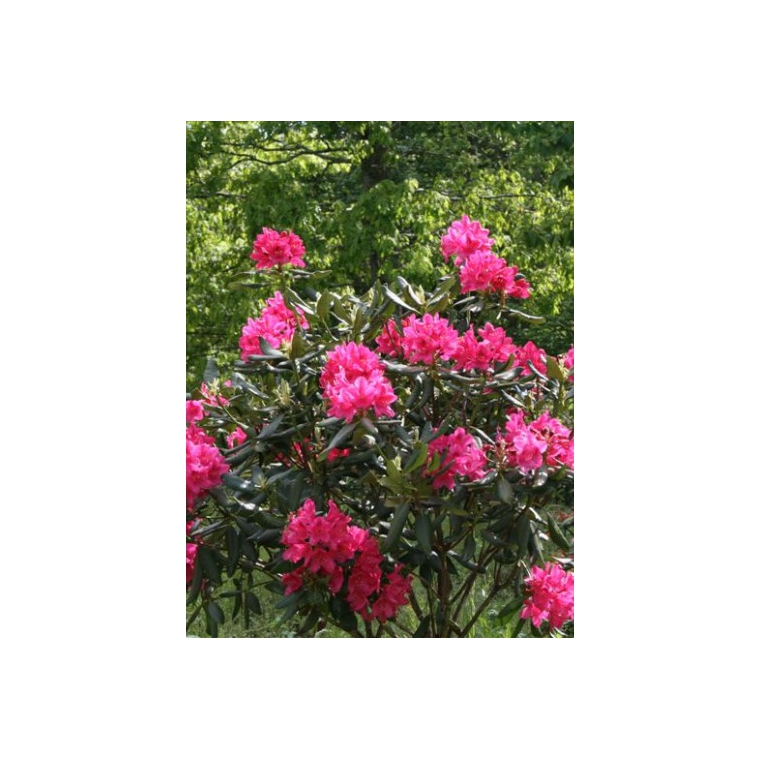 Rhododendron'Nova Zembla' 