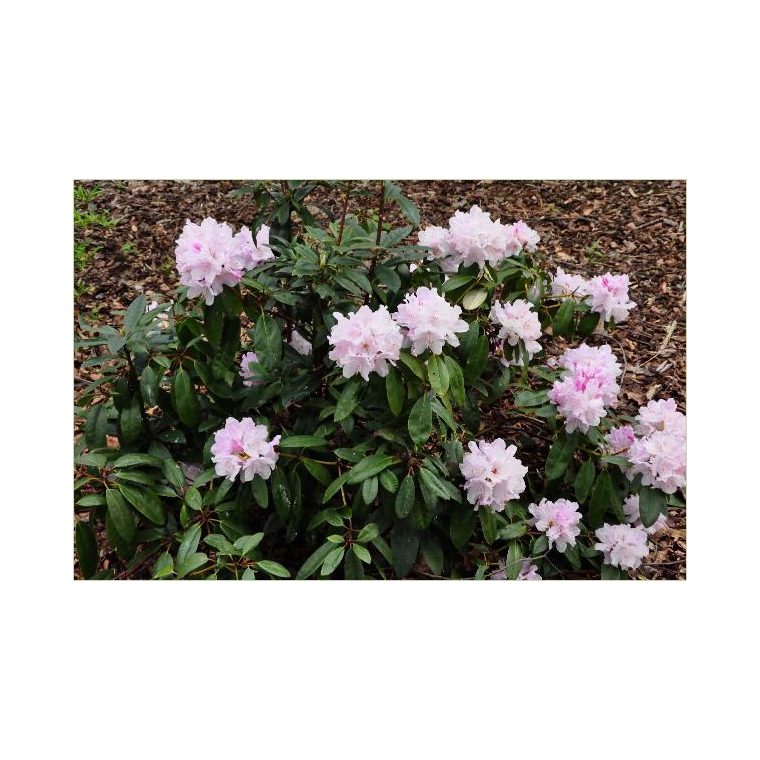 Rhododendron yakushimanum'Doc' 