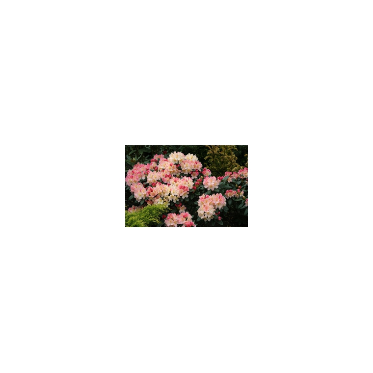 Rhododendron yakusimanum'Percy Wiseman' 