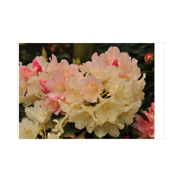 Rhododendron yakushimanum'Grumpy' 