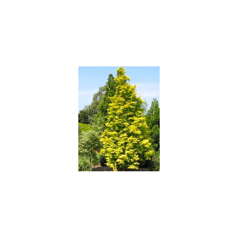 Metasequoia glyptostroboides'Goldrush' 