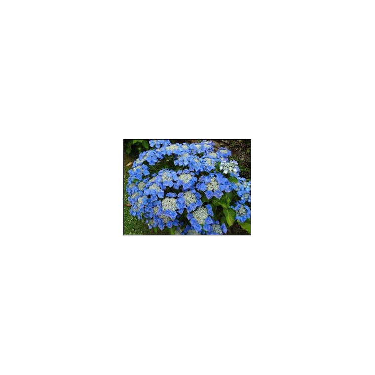 Hydrangea macrophylla'Blaumeise' 