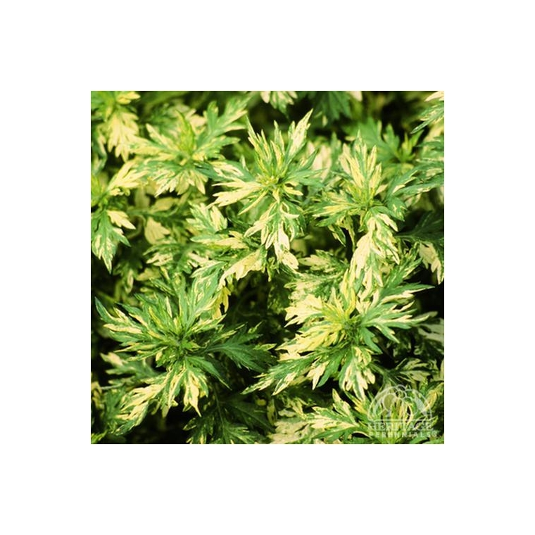 Artemisia vulgaris'Oriental Limelight'