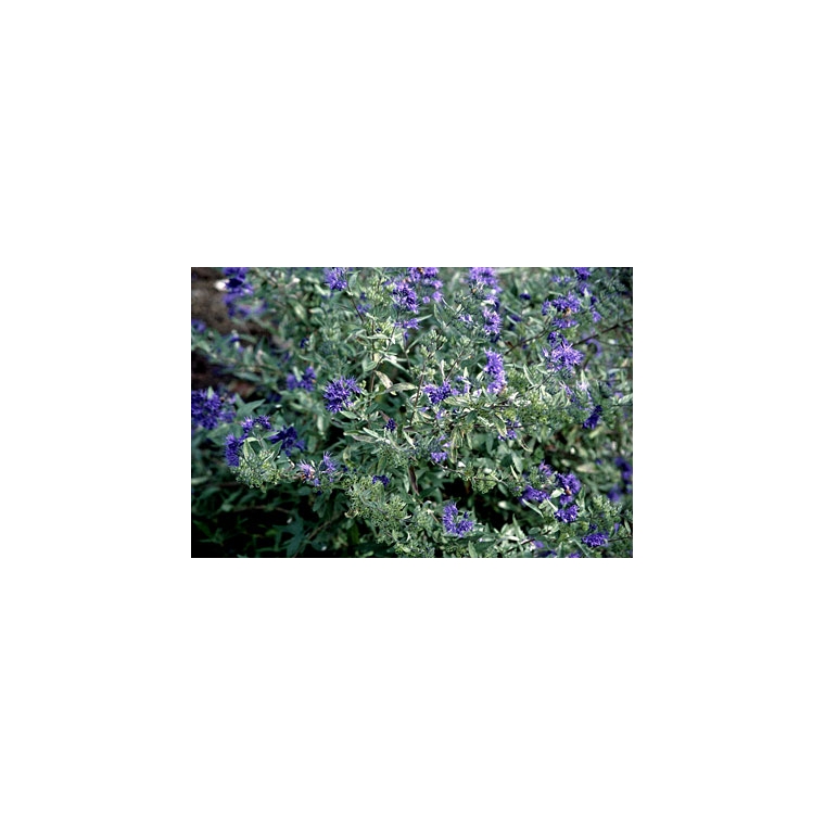 Caryopteris clandonensis'Kew Blue' 