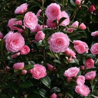 Camellia japonica'Bonomania Pink' 