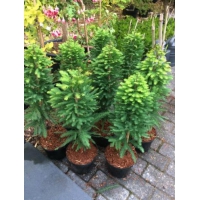 Taxodium distichum'Pevu Minaret' 