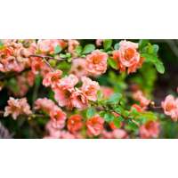 Chaenomelis superba'Orange Trail' 