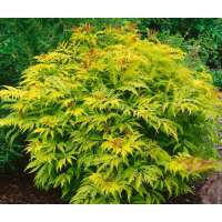 Sambucus nigra'Sutherland Gold' 