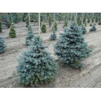 Pseudotsuga menziesii'Blue Wonder' 