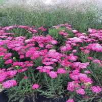 Achillea millefolium'Saucy Seduction'
