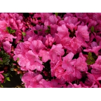 Azalea japonica'Anne Frank' 