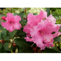 Rhododendron'Wilgen's Suprise' 