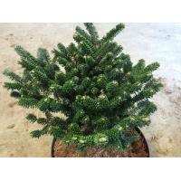 Abies koreana'Schneestern' 