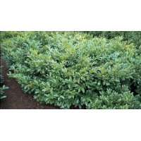 Prunus laurocerasus'Mischeana' 