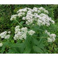Eupatorium perfoliatum