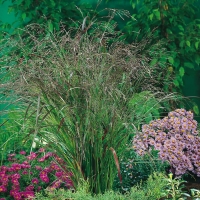 Panicum virgatum'Warrior'
