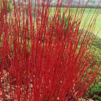 Cornus alba'Siberica' 