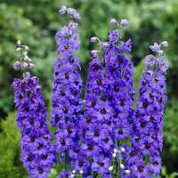 Delphinium pacific'Blue Jay'