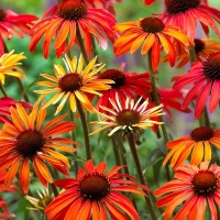 Echinacea'Hot Summer'