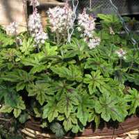 Tiarella'Happy Trails'