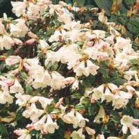 Azalea knaphill'Daviesii' 