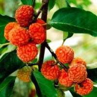 Cudrania tricuspidata 