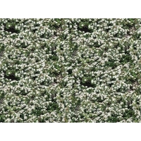 Cotoneaster dammeri'Gelre' 