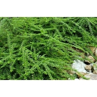 Lonicera pileata'Mossgreen' 