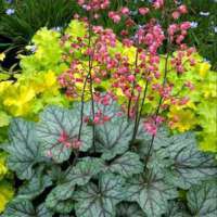 Heuchera americana'Dale'