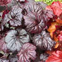 Heuchera'Black Sea'
