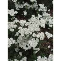 Achillea millefolium'New Vintage White'