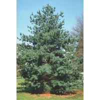 Pinus parviflora'Tempelhof' 
