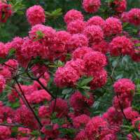 Azalea knaphill'Homebush' 