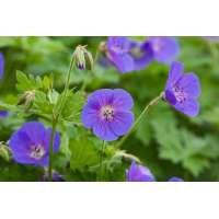 Geranium himalayense