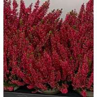 Calluna vulgaris'Milva' 