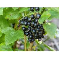 Zwarte bes (Ribes nigrum'Tsema' 
