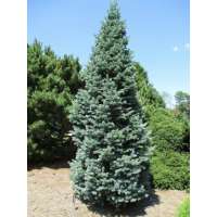 Abies lasiocarpa arizona 