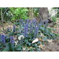 Ajuga reptans'Catlin's Giant' 