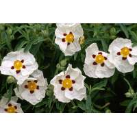 Cistus purpureus'Alan Fradd' 