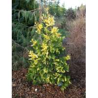 Calocedrus decurrens'Maupin Glow' 