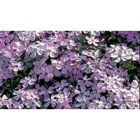 Phlox subulata'G.F.Wilson'