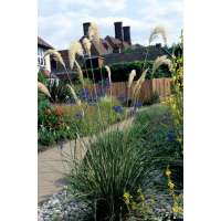 Cortaderia richardii