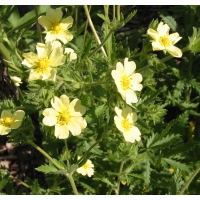 Potentilla recta