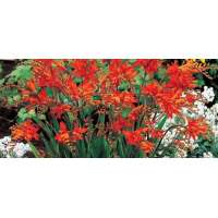 Crocosmia'Fire King'