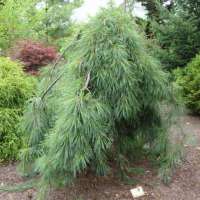 Pinus strobus'Pendula' 