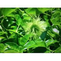 Madura pornifera'Cannonball' 